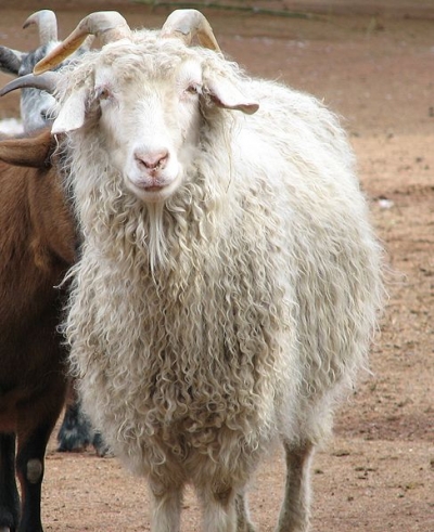 facts and information on angora goats and mohair
